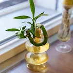 Apartamento Casa Alderotti *