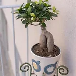Casa Alderotti Apartamento *